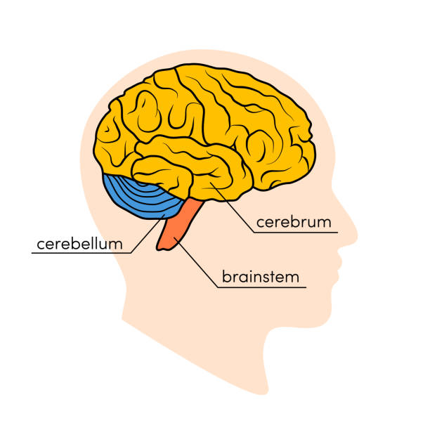 Drawing of the human brain with the cerebellum, cerebrum, and the brain stem